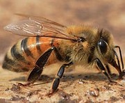 Пчелопакеты Карпатка на 2017год